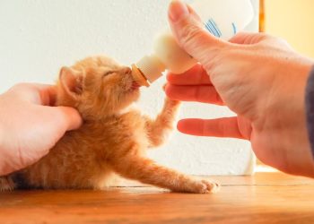 Four-week-old orange tabby kitten bottle feeding